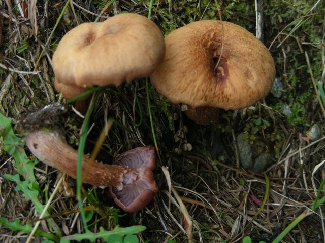 Escursione in Panarotta...con Russula